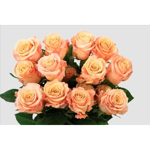Rosa ec shimmer