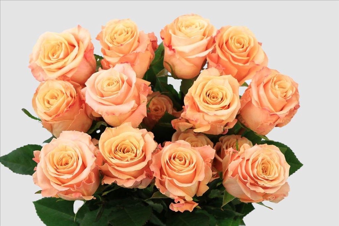 <h4>Rosa ec shimmer</h4>