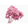 Immortelle Lilac