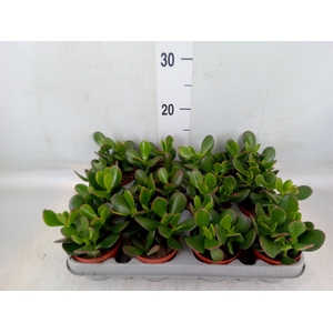 Crassula ovata 'Sunset'