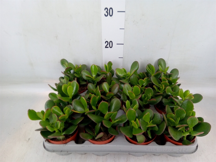 <h4>Crassula ovata 'Sunset'</h4>