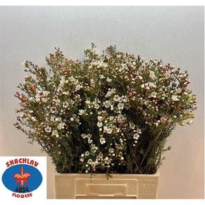 Chame Tal Xtra