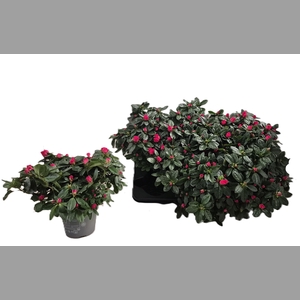 RHODO SI NORDL VOGEL