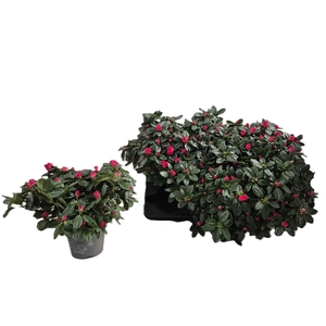 RHODO SI NORDL VOGEL