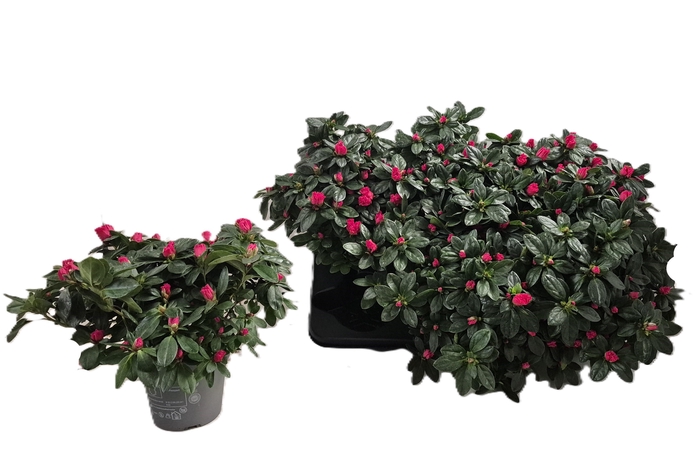 <h4>RHODO SI NORDL VOGEL</h4>