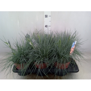 Festuca glauca 'Intens Blue'