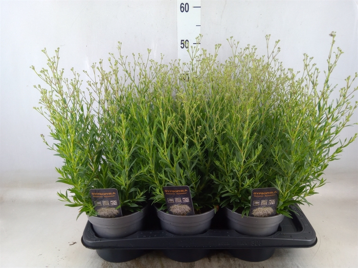 <h4>Gypsophila panic. 'Summer Sparkles'</h4>