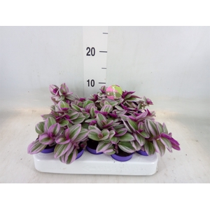 Tradescantia albif. 'Nanouk'