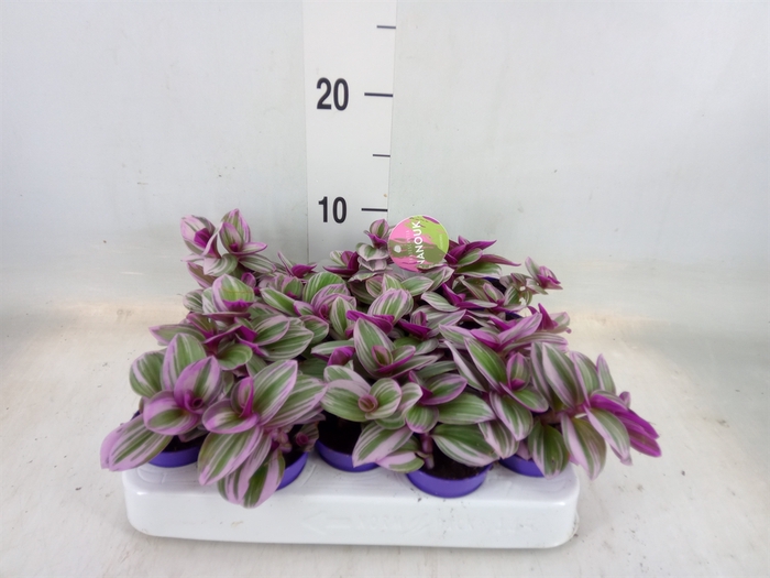 <h4>Tradescantia albif. 'Nanouk'</h4>