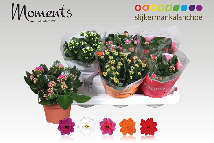 <h4>KAL GE GEM 5 KL</h4>