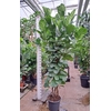 Ficus lyrata