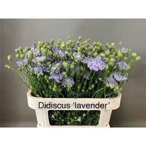 DIDISCUS LAVENDEL