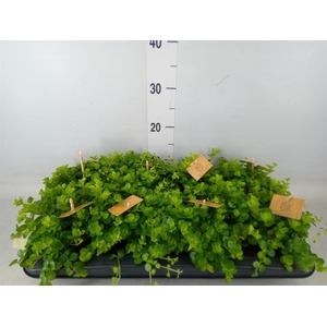 Peperomia rotundifolia