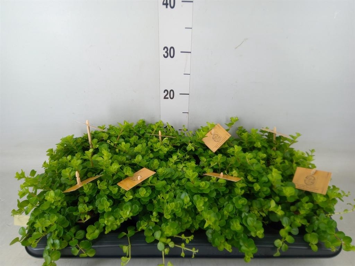 <h4>Peperomia rotundifolia</h4>