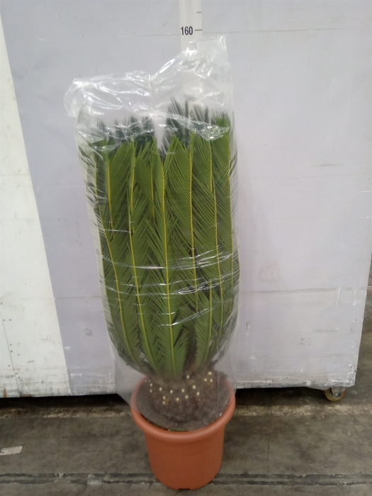 <h4>Cycas revoluta</h4>