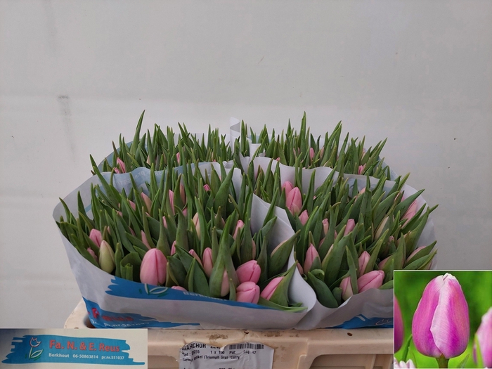 <h4>TU EN AAFKE</h4>