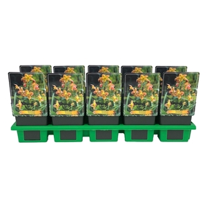 Epimedium grandiflorum