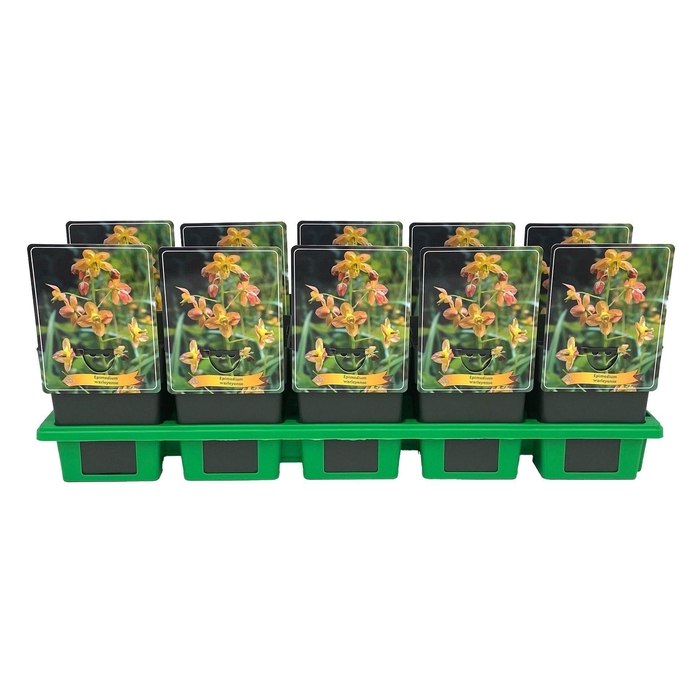 <h4>Epimedium grandiflorum</h4>