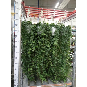 Hedera helix 'Pittsburgh'