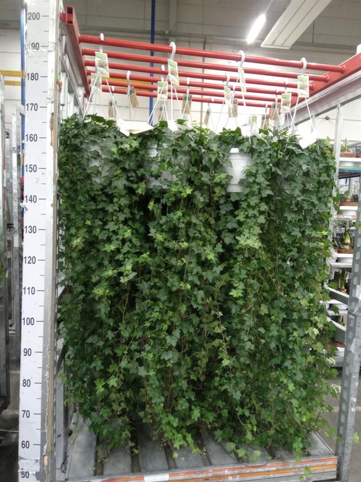 <h4>Hedera helix 'Pittsburgh'</h4>
