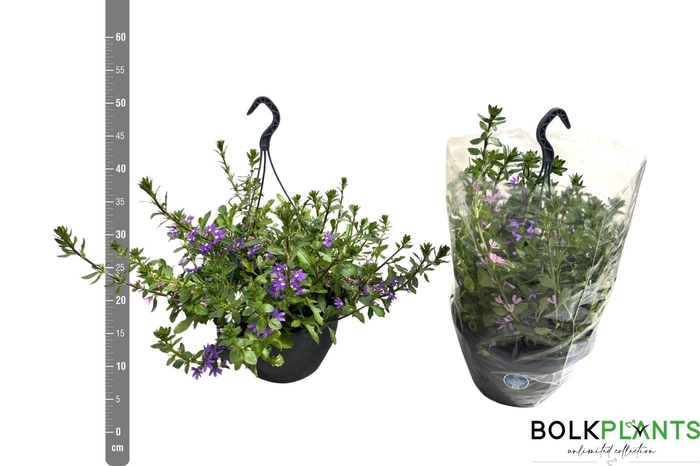 <h4>SCAEV AEMULA</h4>
