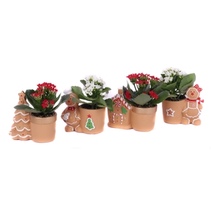 Kalanchoe rood en wit 6 cm in gingerbread planter