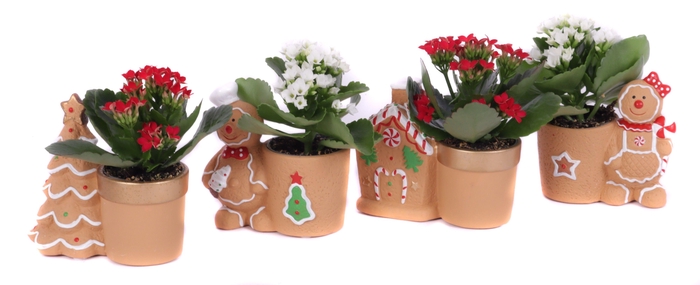 <h4>Kalanchoe rood en wit 6 cm in gingerbread planter</h4>