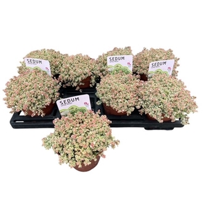SEDUM OV
