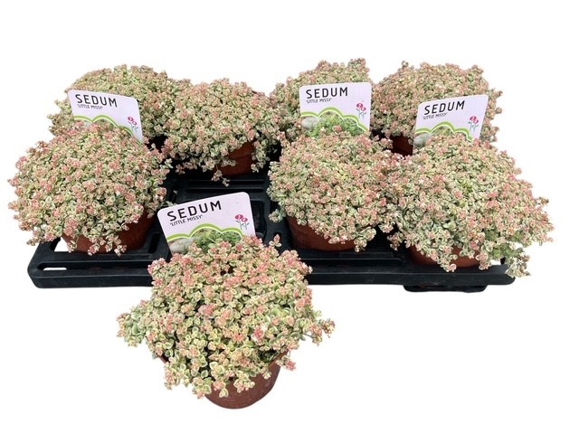 <h4>SEDUM OV</h4>