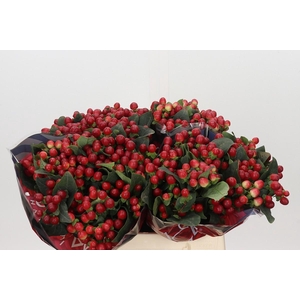 Hypericum True Romance