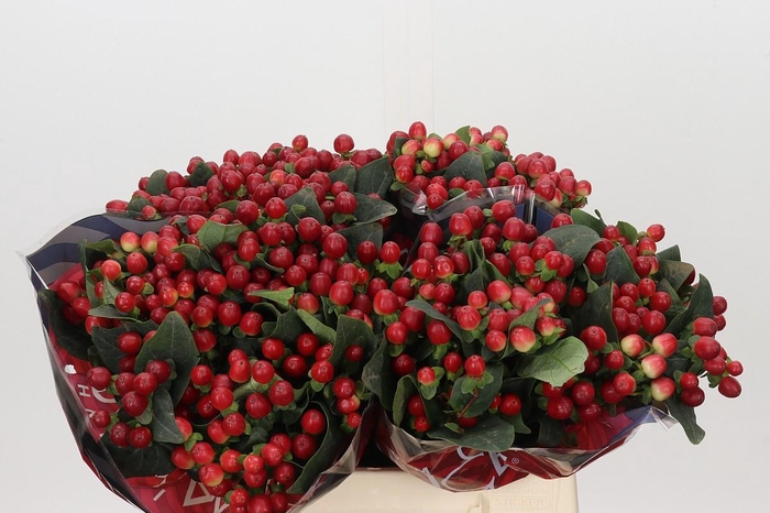 <h4>Hypericum True Romance</h4>