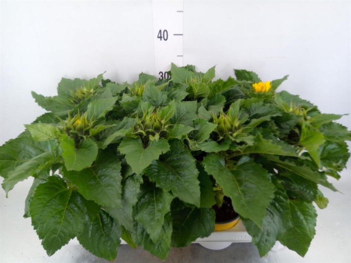 <h4>Helianthus an. 'Sunsation'</h4>