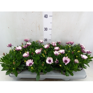 Osteospermum  'Margarita Eclips 20'