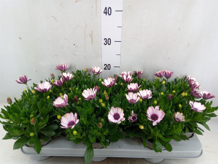 <h4>Osteospermum  'Margarita Eclips 20'</h4>