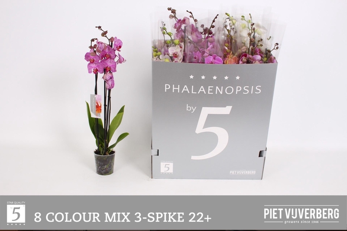<h4>PHAL GEM 8 KL</h4>