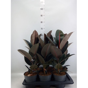 Ficus elastica 'Abidjan'