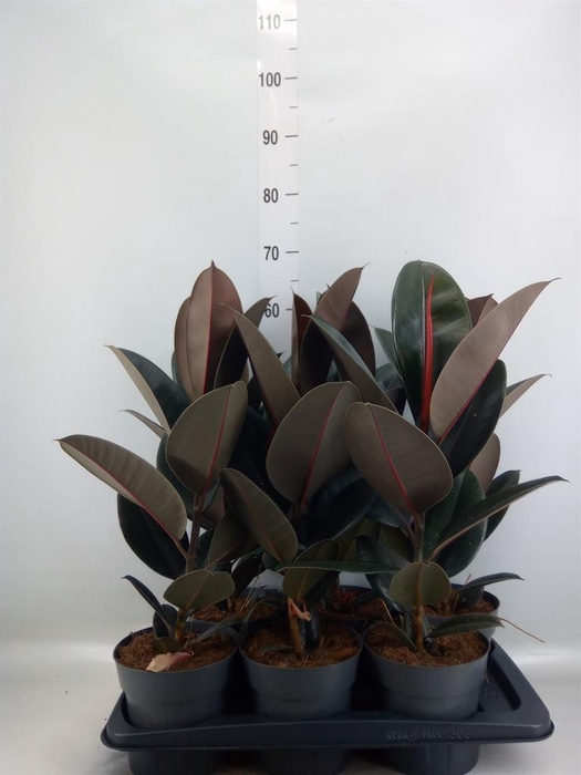 <h4>Ficus elastica 'Abidjan'</h4>
