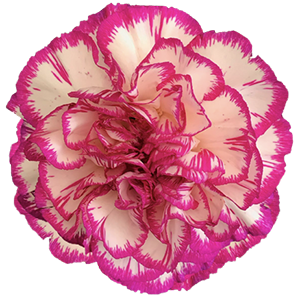 <h4>DIAN.ST. Kino</h4>