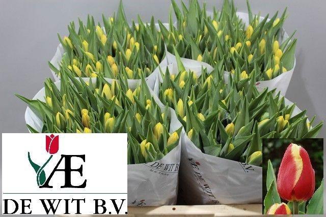 <h4>TU EN DENMARK</h4>