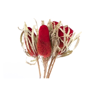 Dried Banksia Hookerana Red