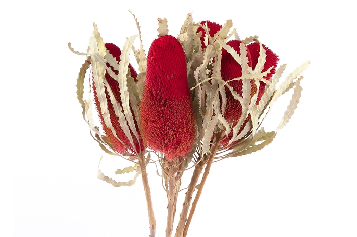 <h4>Dried Banksia Hookerana Red</h4>