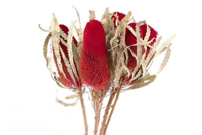 Dried Banksia Hookerana Red