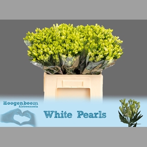 ALST FL WHITE PEARLS