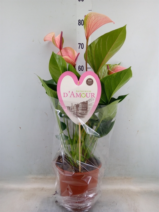 <h4>Anthurium  'Summer Love Imp'</h4>