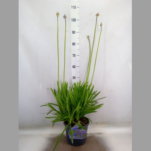 Agapanthus   ...