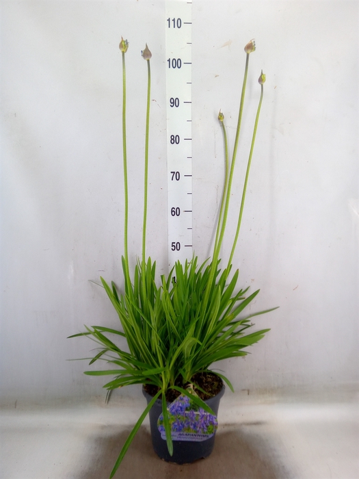 <h4>Agapanthus   ...</h4>
