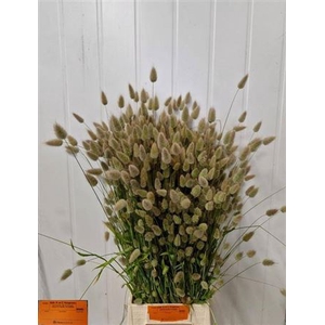 Lagurus Ovatus P Bos