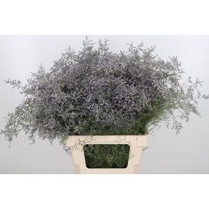 Limonium Beltlaard