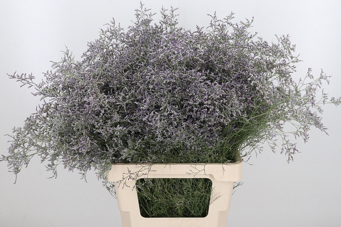 <h4>Limonium Beltlaard</h4>