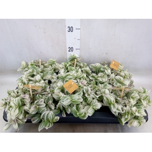 Tradescantia  'Brightness'